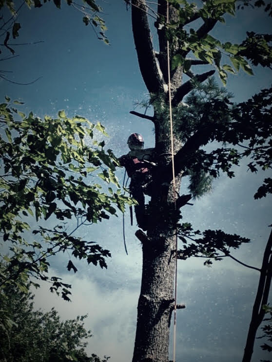 Bear Paws arborist removing limbs from a tall tree