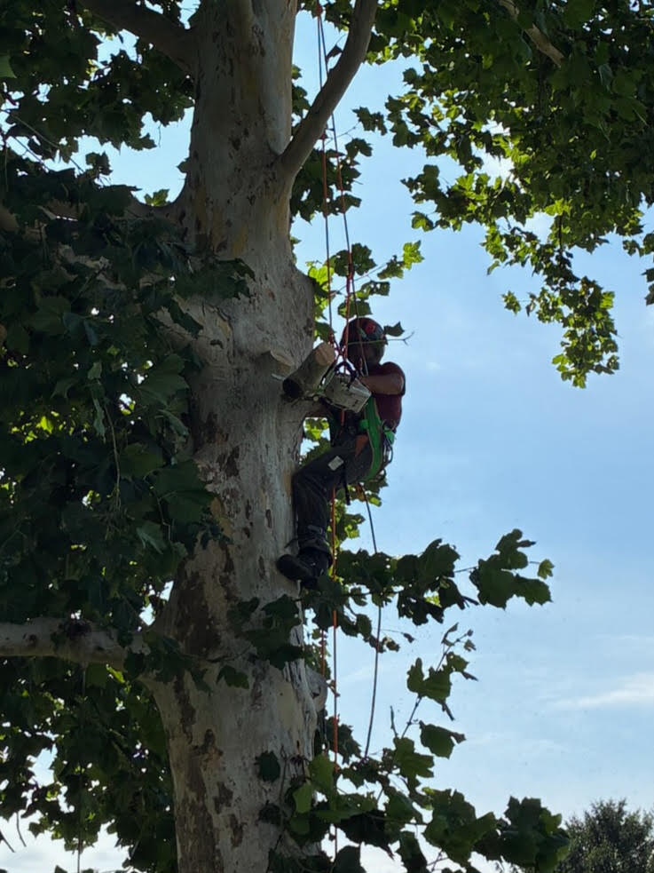 Bear Paws arborist secured with climbing ropes while cutting a mature tree