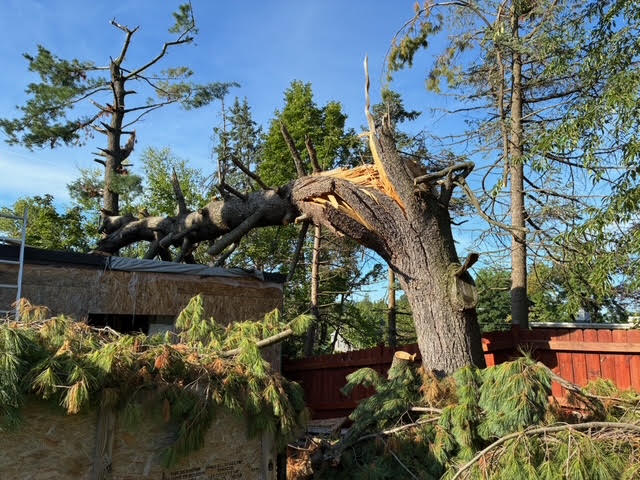 Large storm-damaged tree near an outbuilding before removal