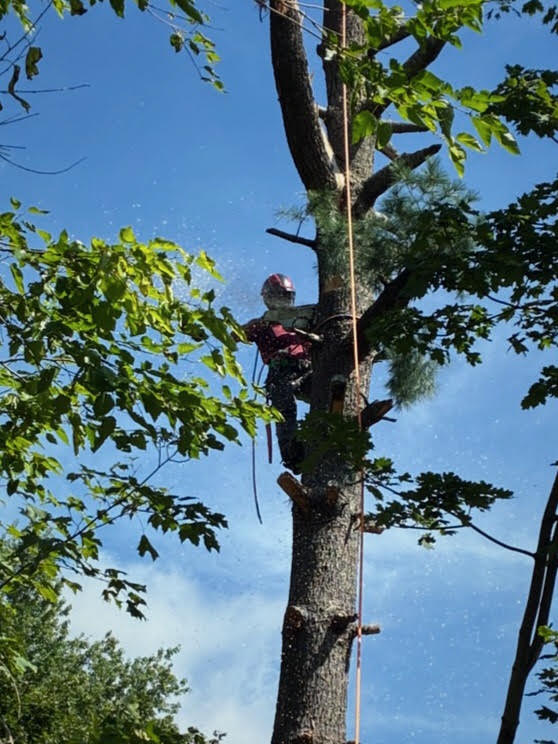 Bear Paws arborist working high in a tree with climbing ropes
